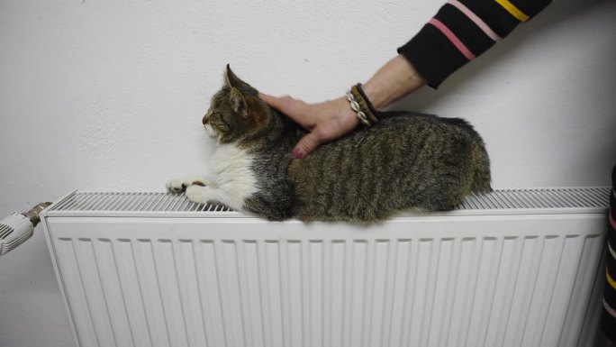 冬天，一个女人抚摸着躺在暖气片上的灰猫