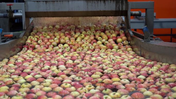 苹果在水果加工厂被清洗