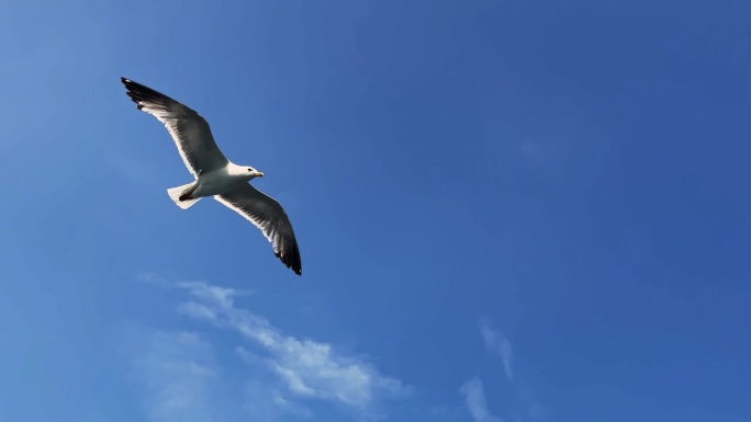鸟动物海鸥飞翔