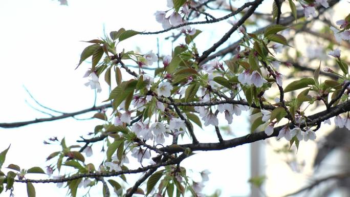 东京，日本:春末樱花的景象。