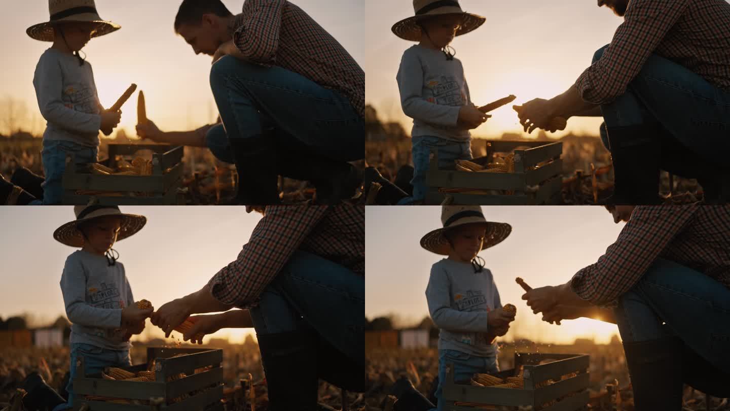 日落时分，农夫和儿子在田地里把玉米从棒子上剥下来装入木箱