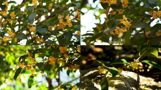 [合集]秋天唯美逆光桂花树和桂花光影空镜