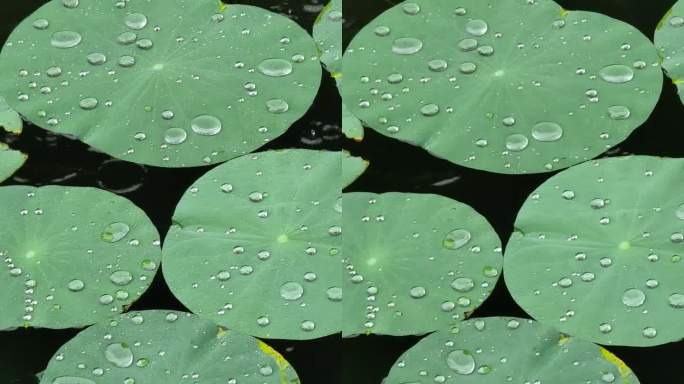 雨天雨滴聚集在荷叶上，垂直距离4k疏水效果，疏水叶片