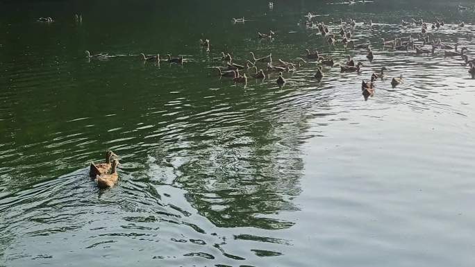 鸭子下水鸭群 池塘里的鸭子 游泳的鸭子