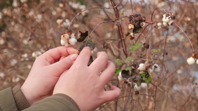 白种人小孩在秋日采摘雪莓、杨梅、鬼莓的白色浆果