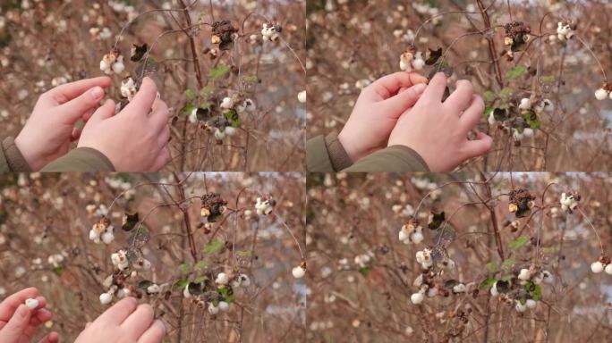 白种人小孩在秋日采摘雪莓、杨梅、鬼莓的白色浆果