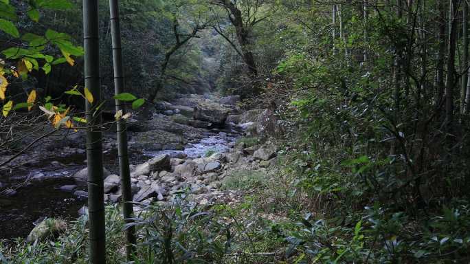 【合集】唯美山涧溪水森林竹林