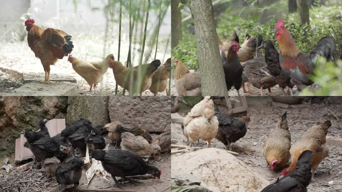 农村生活 收鸡蛋