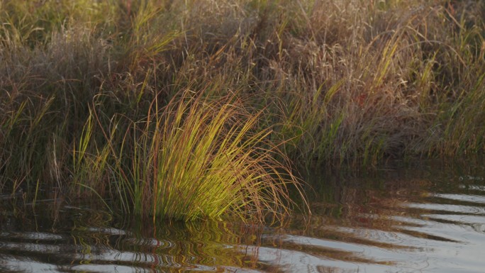4k湿地自然空镜头芦苇湖泊日出水面