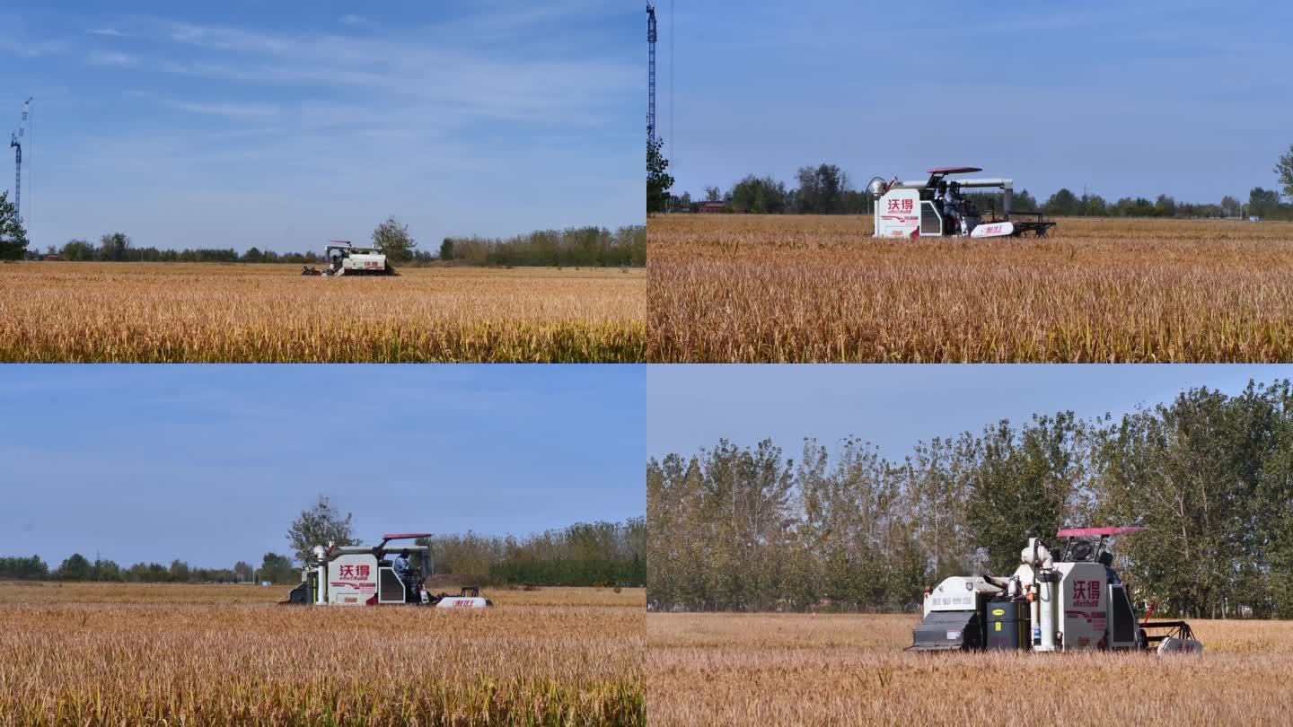 机械收割水稻4K