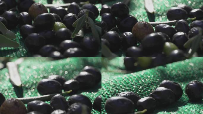 收获的橄榄果实在绿色覆盖。