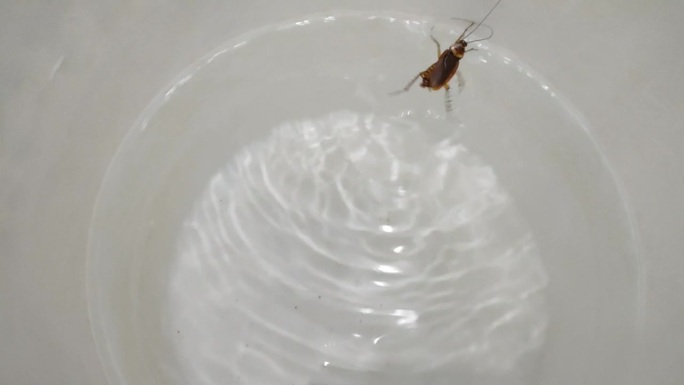 蟑螂漂浮在一盆水里，想要出来