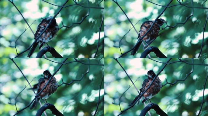 一只橙红色和棕色相间的毛茸茸的知更鸟用脚抓了抓自己的头，然后转身从一根棕色细树枝上飞走了