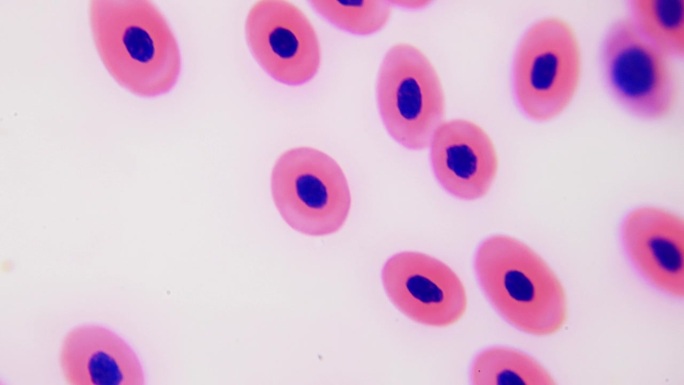 青蛙血液中的大而球形的红细胞。科学课，解剖两栖动物。显微镜下的解剖课。血液成分的选择和染色。放大10