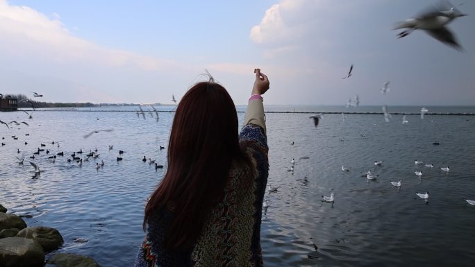 高帧率洱海喂海鸥视频