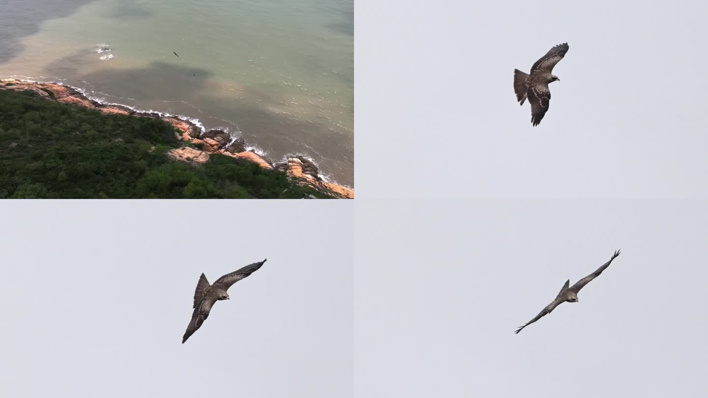 海边黑鸢翱翔