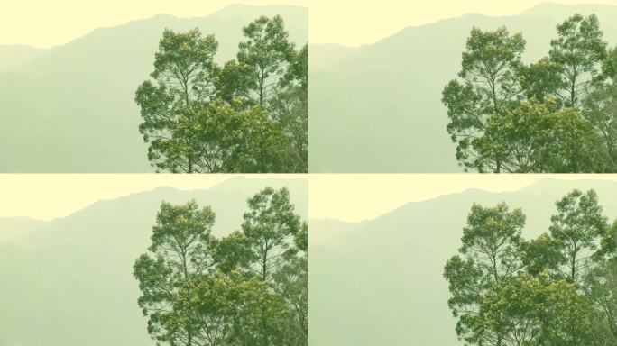 树梢随风轻拂，背景是薄雾缭绕的群山