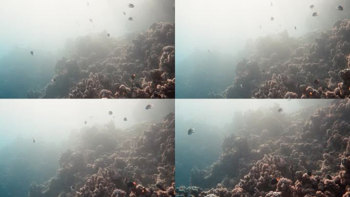 阳光透过翻腾的海水照射在珊瑚上，蓝塘鱼、马尔代夫小雀鲷和其他鱼类漂浮在珊瑚上