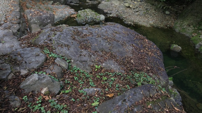 秋季山涧落叶