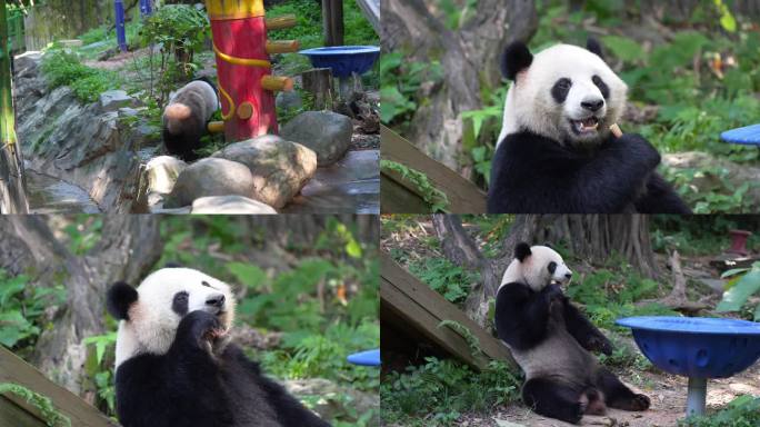 熊猫大熊猫吃竹子熊猫宝宝熊猫幼崽熊猫基地