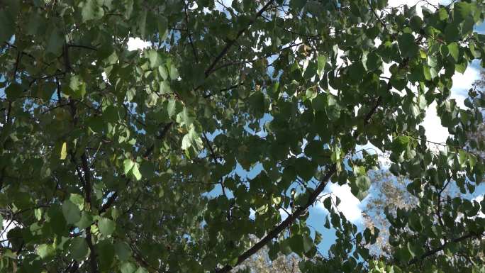 树叶空镜头