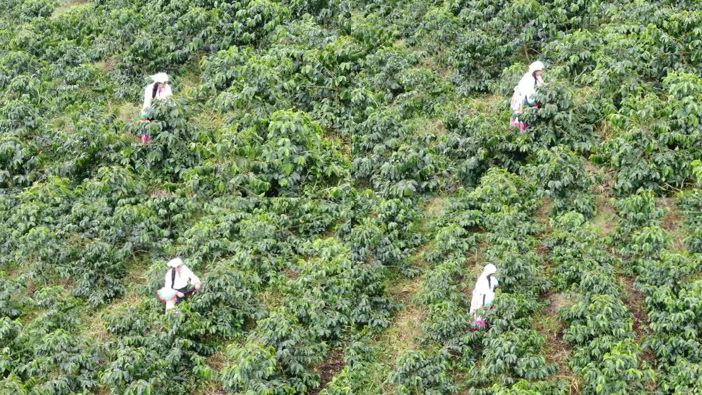 在种植园里采摘咖啡的农妇