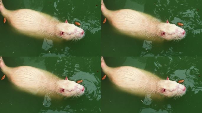 白色的河狸鼠愉快地在水里玩耍。