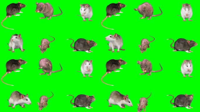 大鼠小鼠绿色隔离组