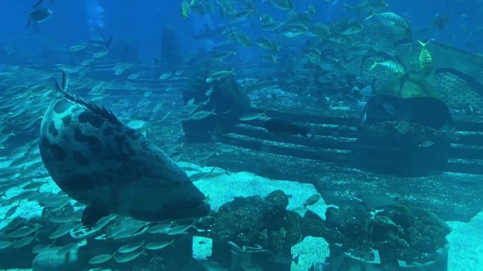 实惠水族馆海底世界海洋馆实拍各色鱼群