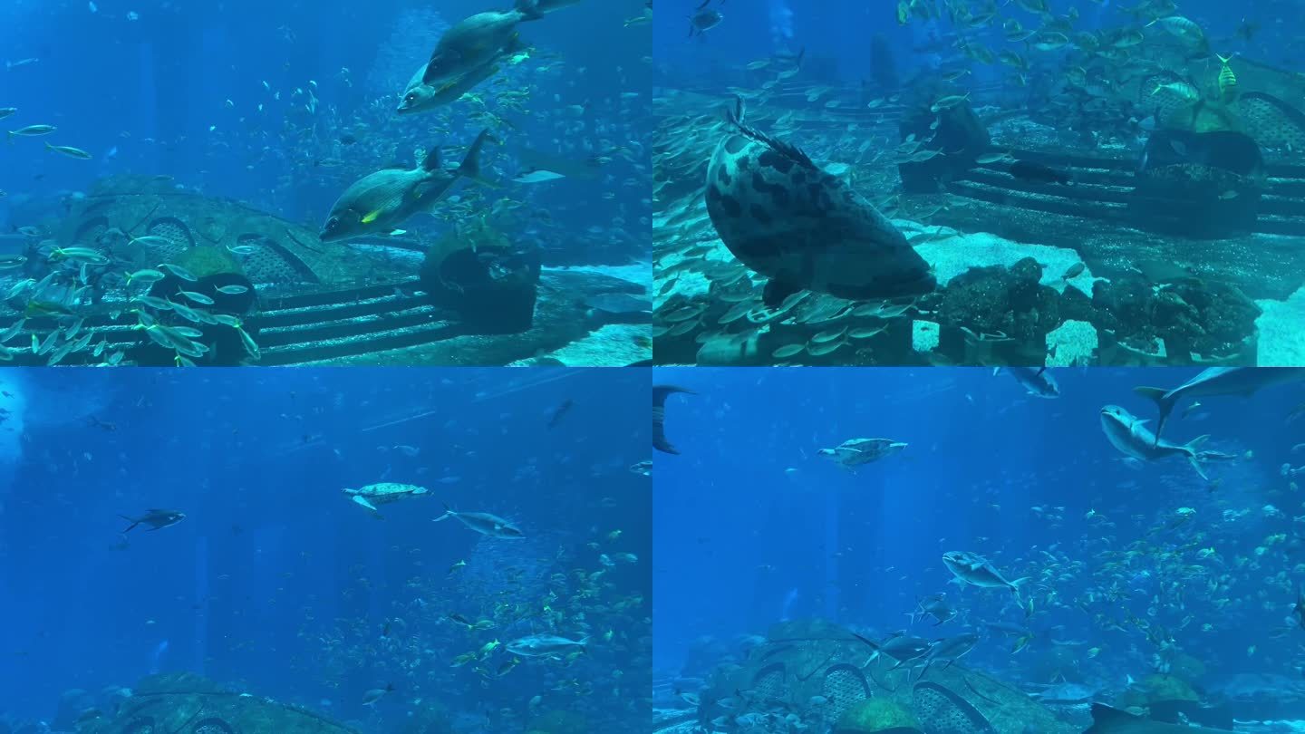实惠水族馆海底世界海洋馆实拍各色鱼群