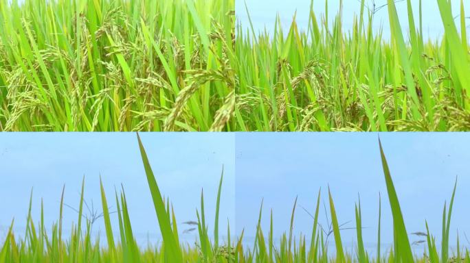 稻田稻米上摇天空