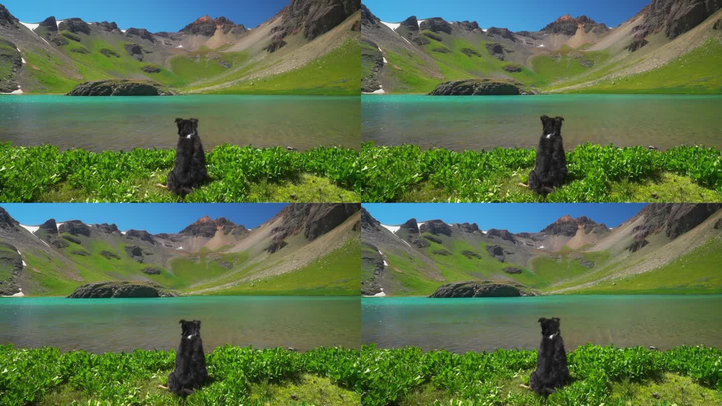 迷你澳大利亚狗欣赏风景慢动作高山湖泊科罗拉多冰湖径盆地上岛湖水蓝色绿松石清澈的水夏天蓝天西尔弗顿特柳