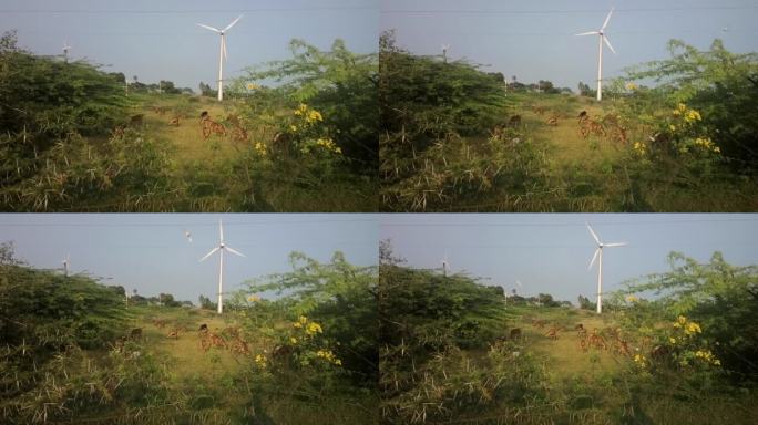 在印度风电场拍摄现代色彩丰富的田园牧歌