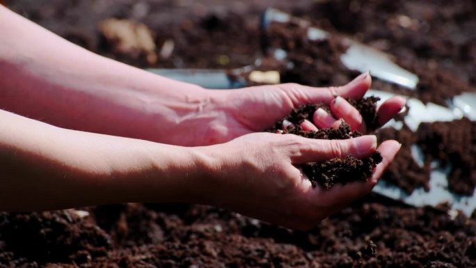 有爱心的女性双手抚摸着田野上的泥土。有经验的农民在播种前检查土壤湿度。