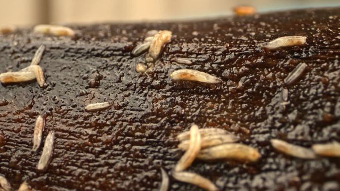 腐烂果实上幼虫肠道系统的宏观观察。