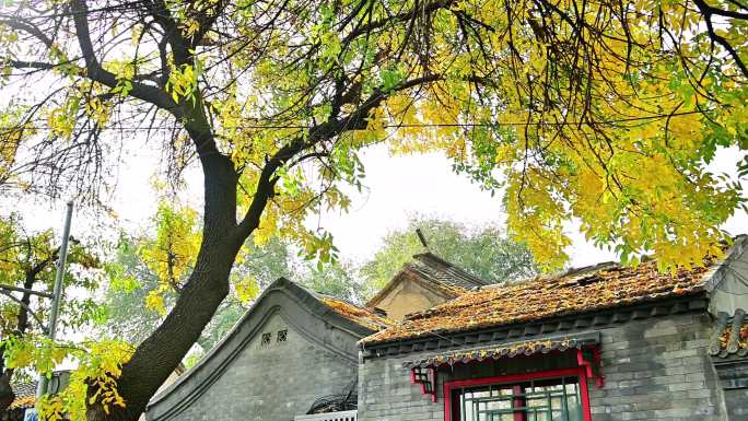 老北京北锣鼓巷胡同里的秋天的白蜡树黄叶