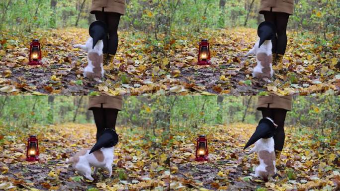 一个女孩拿着红灯笼和一只狗站在秋天的公园里。戴着黑女巫帽子的杰克罗素梗。在户外训练宠物的命令。万圣节