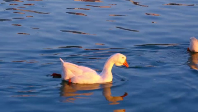 蓝色湖面上游水嬉戏的鸭子