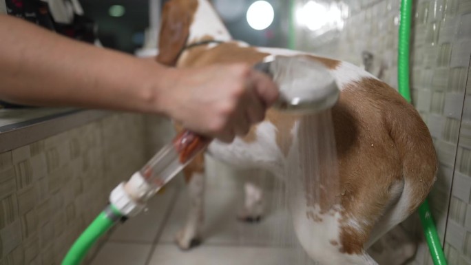 宠溺宠物:专业狗美容服务在当地宠物店。用淋浴头清洗比格犬