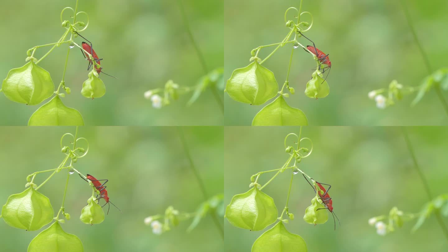 绿叶上的红棉虫。