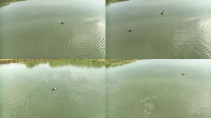 湿地公园野鸭游泳