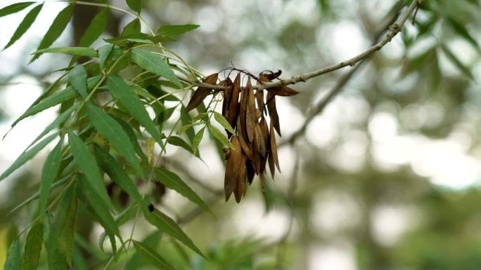 秋灰种子在树枝上闭合。Fraxinus精益求精的