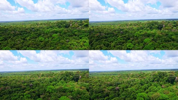 亚马逊丛林是一个潮湿的阔叶热带雨林，巴西的大部分森林都是亚马逊雨林
