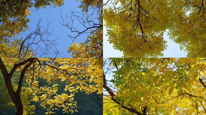 秋天的景色枯黄的树叶