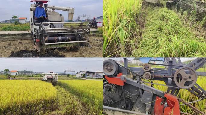 微型收割机收割机收割水稻收稻谷金色田园