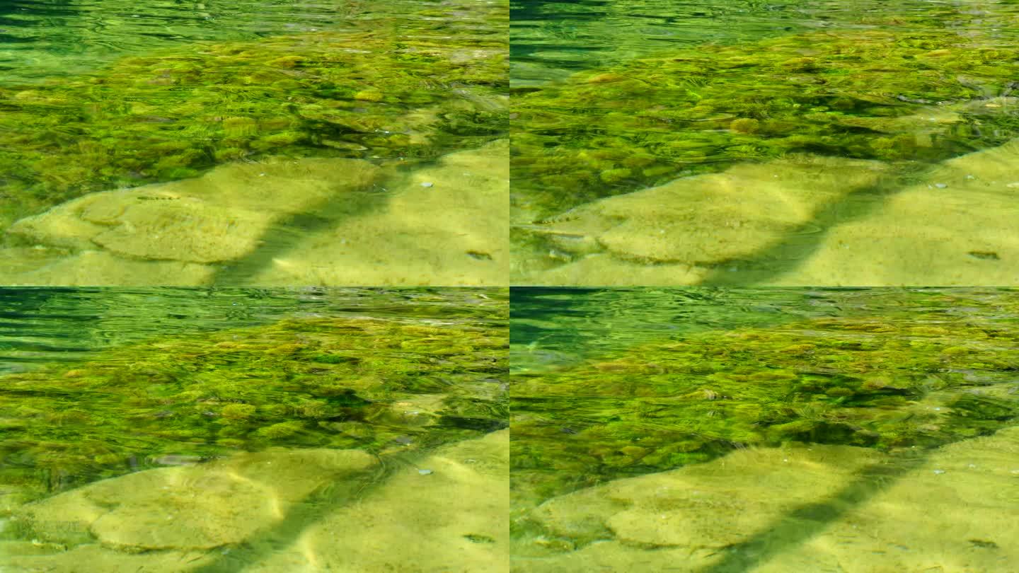 水下水草水生生态环境