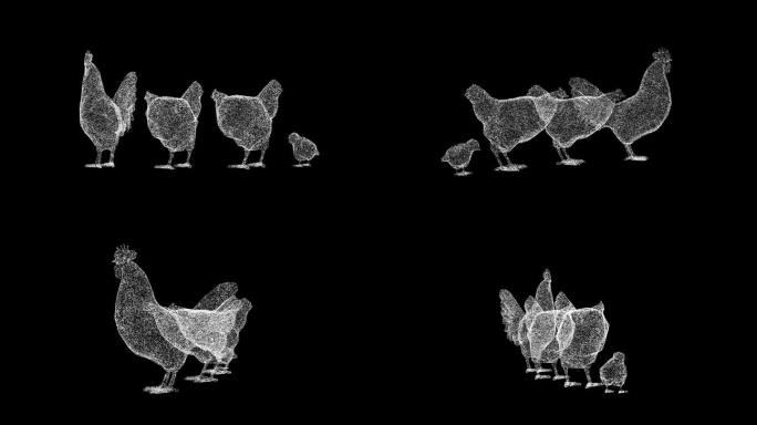 3D鸡家族在黑色背景上旋转。农场和家畜的概念。肉类和鸡蛋生产。商业广告背景。用于标题，文本，演示。3