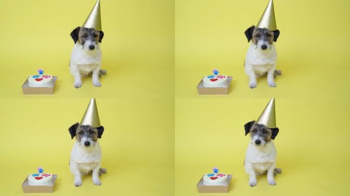 有趣的杰克罗素梗宠物戴着节日的帽子，举办生日派对。狗爪印生日蛋糕和生日蜡烛在黄色背景上，复制空间。他