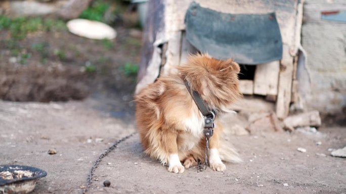 棕色杂种狗被拴在链子上，在生活条件下看着镜头。院子里的老狗拴在链子上。自然乡村风光。