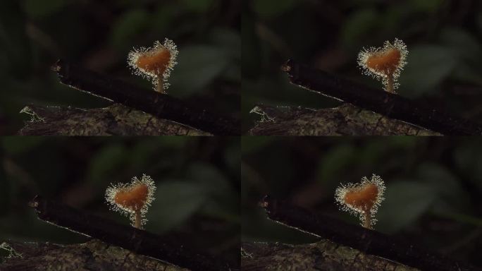 热带雨林中的橙色真菌杯。